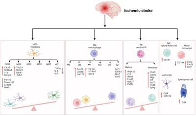 Post-ischemic inflammatory response in the brain: Targeting immune cell in ischemic stroke therapy